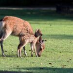 Meet Usha Vance’s Parents: The Inspiring Story of Krish and Lakshmi Chilukuri