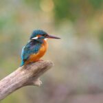 Steve Fisher Announces Retirement, Ending an Era as San Diego State Head Coach