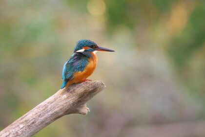 Steve Fisher Announces Retirement, Ending an Era as San Diego State Head Coach