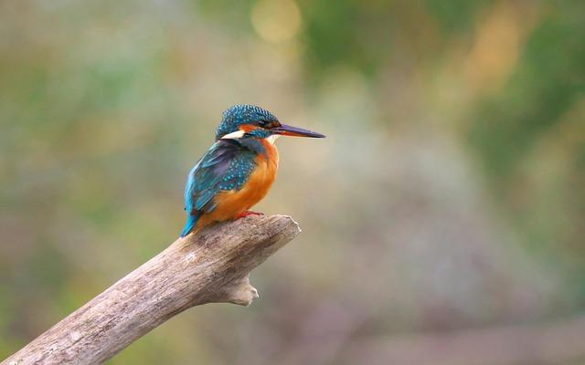 Steve Fisher Announces Retirement, Ending an Era as San Diego State Head Coach