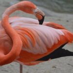 From Frontier Fort to Navy Hub: Exploring San Diego’s Proud Military Heritage