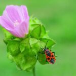 How Elon Musk set off two weeks of chaos across Washington – cnn.com