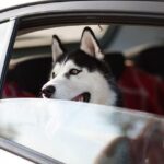 2025 Washington Football Odds to Win the Big Ten and National Championship