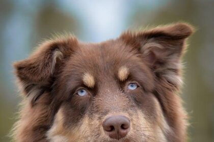 Australian Critical Minerals Firms Head to Washington in High-Stakes Push for US Deals