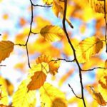 October 2, 2025: Live Day 2 Coverage of the Government Shutdown