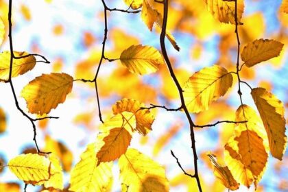 October 2, 2025: Live Day 2 Coverage of the Government Shutdown