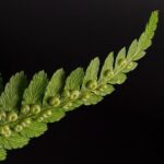 Winter Storm Fern: The Airports Hit Hardest Revealed in New Map