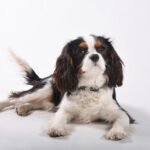 Historic 1840s St. Charles Home Rescued from Demolition in Unique Three-Way Deal