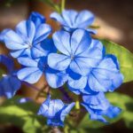 Democratic Rep. Jasmine Crockett Launches Exciting Bid for U.S. Senate in Texas