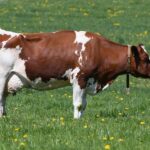 Rep. Chuy Garcia’s Bold Move to Choose His Successor Ignites Fierce Democratic Battle