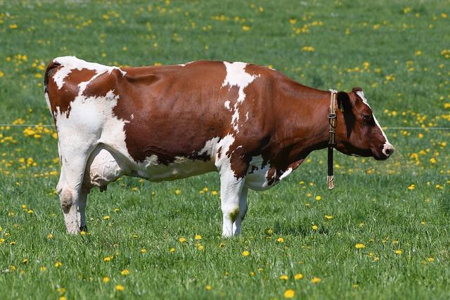 Rep. Chuy Garcia’s Bold Move to Choose His Successor Ignites Fierce Democratic Battle