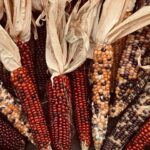 Celebrate Thanksgiving in Houston: Parades, Centerpiece Classes, Family Fun, and More!