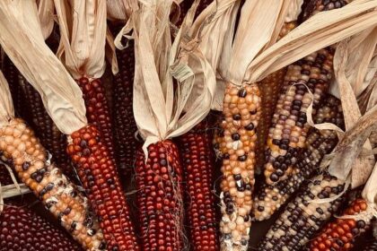 Celebrate Thanksgiving in Houston: Parades, Centerpiece Classes, Family Fun, and More!