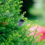 Redistricting Sparks Fierce Battle for Sylvia Garcia’s Political Future