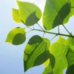 Suns Coach Shares Important Update on Jalen Green’s Recovery