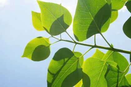 Suns Coach Shares Important Update on Jalen Green’s Recovery