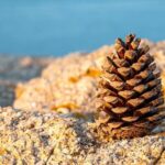 Water Line Break Disrupts Chimney Rock Area in Houston’s Galleria District