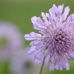 Kirk’s Widow Throws Support Behind Vance in Intense MAGA Showdown