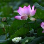 Eli Lilly to Invest .5 Billion in New Lehigh Valley Plant, Creating 850 Jobs