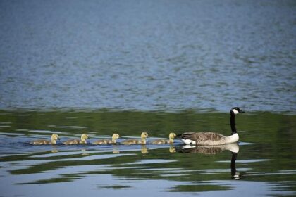 The Aristocrat in Politics: Gifford Pinchot of Pennsylvania