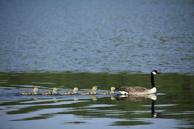 The Aristocrat in Politics: Gifford Pinchot of Pennsylvania