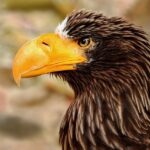 Eagles vs. Giants: Your Ultimate Guide to Pregame and Postgame Coverage