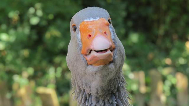 Patriots Stir Up Buzz in A.J. Brown’s Next Team Speculation After Playful Julian Edelman Podcast Appearance