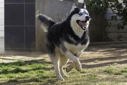 Washington Softball Soars Four Spots in Latest USA Softball Rankings Update