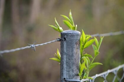 National Security and the TikTok Ban: What’s Really at Stake?