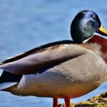 Phoenix Suns 2024 Game Schedule: Must-Watch Dates and Exciting Matchups Ahead