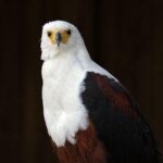 Hollywood Brown signs one-year contract with Eagles: How WR fits in Philadelphia – USA Today