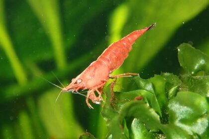 Bill Gates-Backed TerraPower to Launch 0M Cancer Treatment Facility in Philadelphia