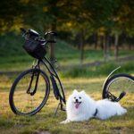 7 Exciting Activities to Enjoy with Your Dog in Philadelphia