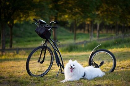 7 Exciting Activities to Enjoy with Your Dog in Philadelphia