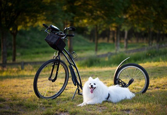 7 Exciting Activities to Enjoy with Your Dog in Philadelphia