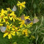 Hawaiian Bros Seeks Franchise Partner to Drive Exciting Restaurant Expansion in Philadelphia