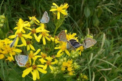 Hawaiian Bros Seeks Franchise Partner to Drive Exciting Restaurant Expansion in Philadelphia