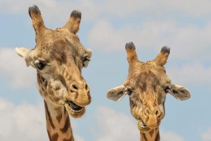 Boyfriend Remains Missing Two Years After Woman’s Murder in North Philadelphia