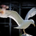 The Doctor Is in the Race: Ala Stanford’s Winning Prescription for PA-3