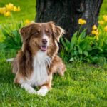 Discovering Life and Business Insights with Molly Bornstad of Mold Dog USA