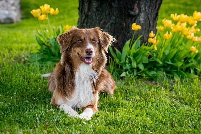 Discovering Life and Business Insights with Molly Bornstad of Mold Dog USA