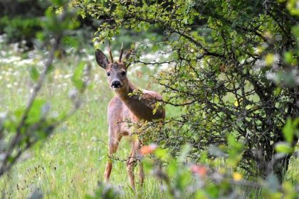 Bucks County Poised to Become the Heart of the Political Universe Once More