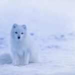 Arctic Blast to Send Chicago Into Deep Freeze. Prepare for Sub-Zero Overnight Temps – WTTW