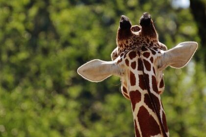 Searchers on High Alert for Missing Giraffe in Texas