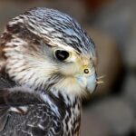 Rare Bat Falcon Spotted in Texas, Marking a Historic First in the U.S
