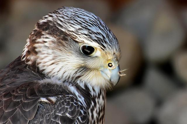 Rare Bat Falcon Spotted in Texas, Marking a Historic First in the U.S
