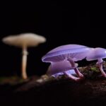 The Roots to Ignite the Stage Before France vs. Paraguay World Cup Round-of-16 Match in Philadelphia on July 4