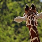 Watch the moment Gracie the giraffe is found after Texas escape – El Paso Times