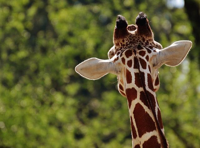 Watch the moment Gracie the giraffe is found after Texas escape – El Paso Times Watch the moment Gracie the giraffe is found after Texas escape – El Paso Times