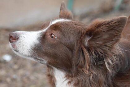 Important Update: New Dog Entry Requirements at the U.S.-Mexico Border Every Pet Owner Should Know